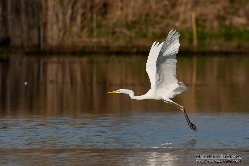 Airone bianco maggiore