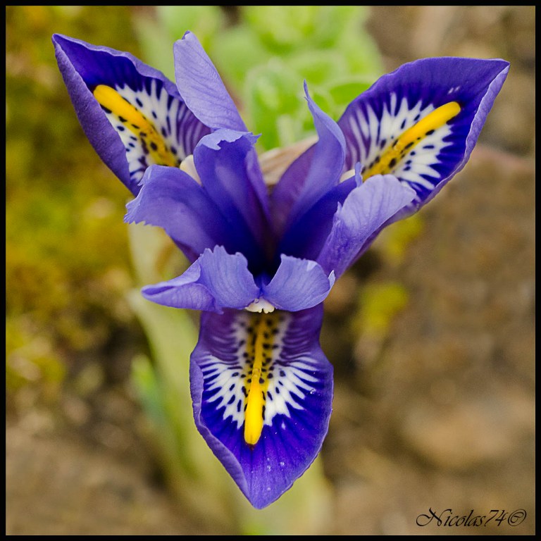 iris reticulatus