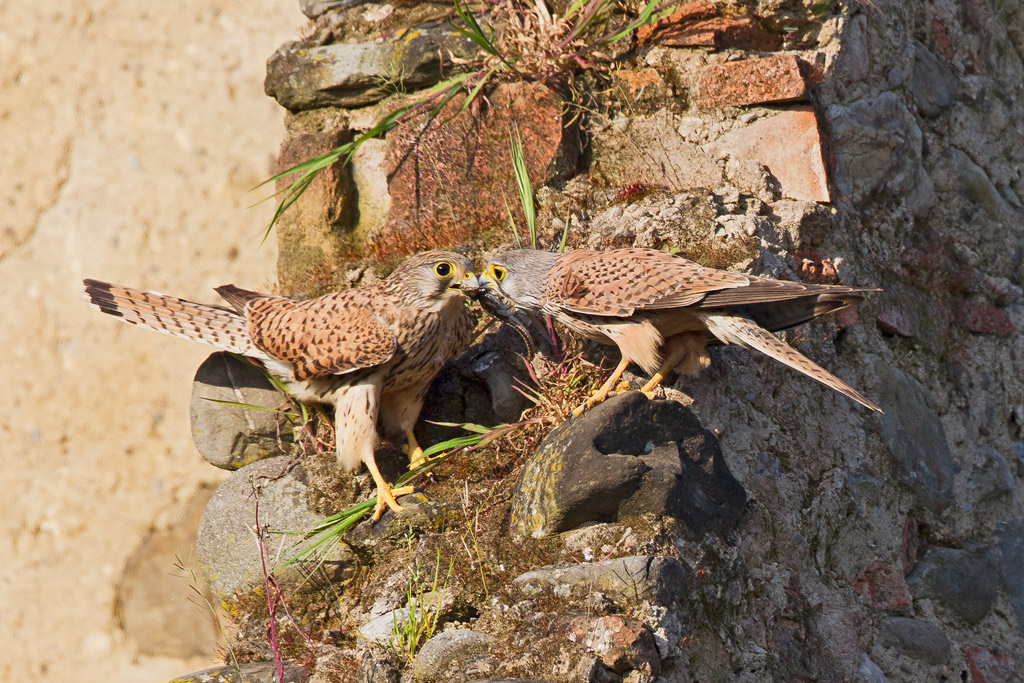 Scambio della preda II