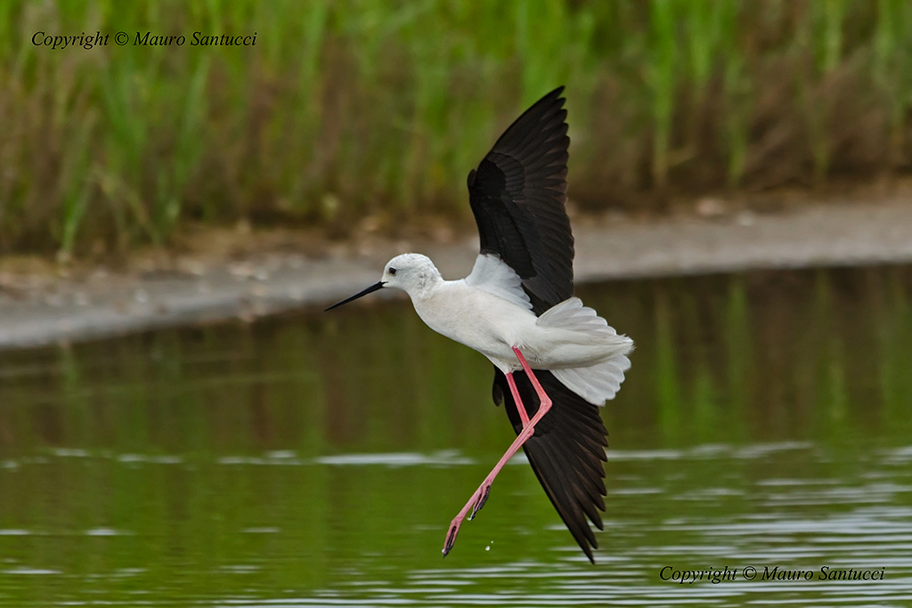 Cavaliere in atterraggio