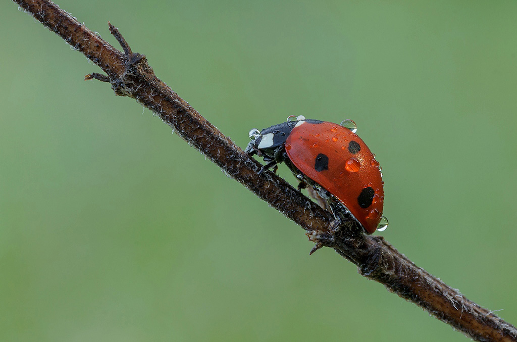 Coccinella portafortuna...