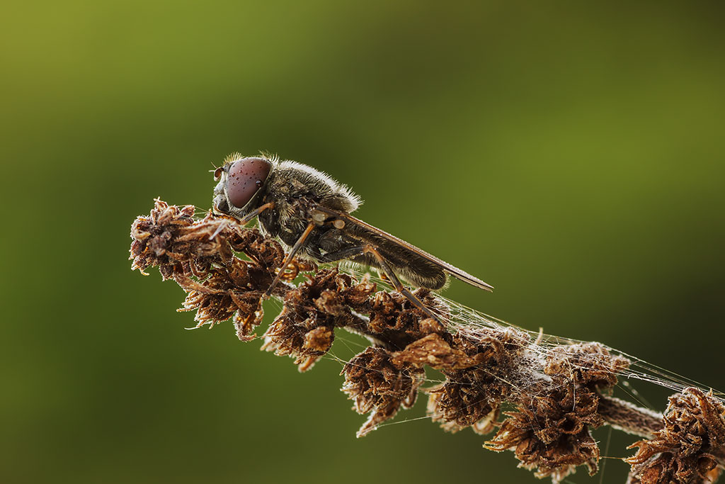 Cheilosia variabilis (sirfide)