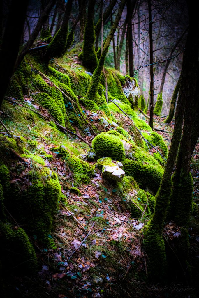 Magical Moss