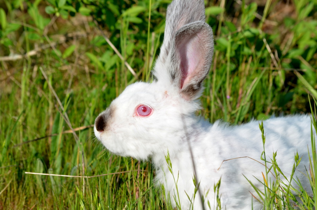 Buona Pasqua (Albino)
