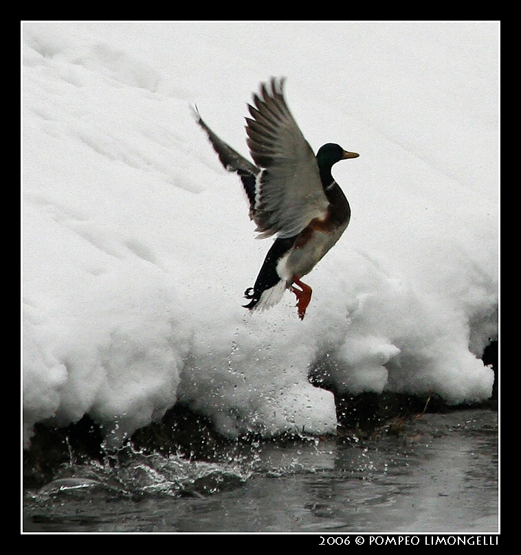 Brrrr...che freddo..... !!!!!