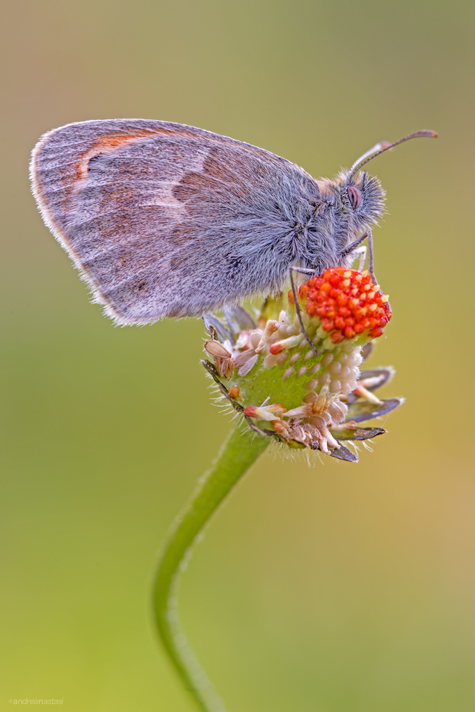 Coenonympha pamphilius