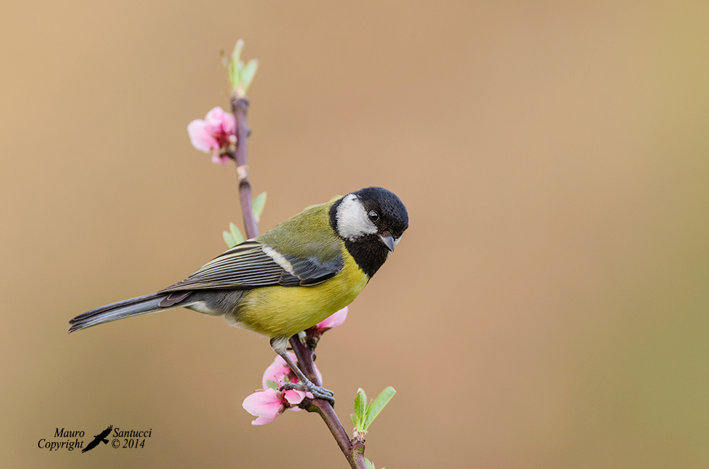 Cinciallegra su pesco