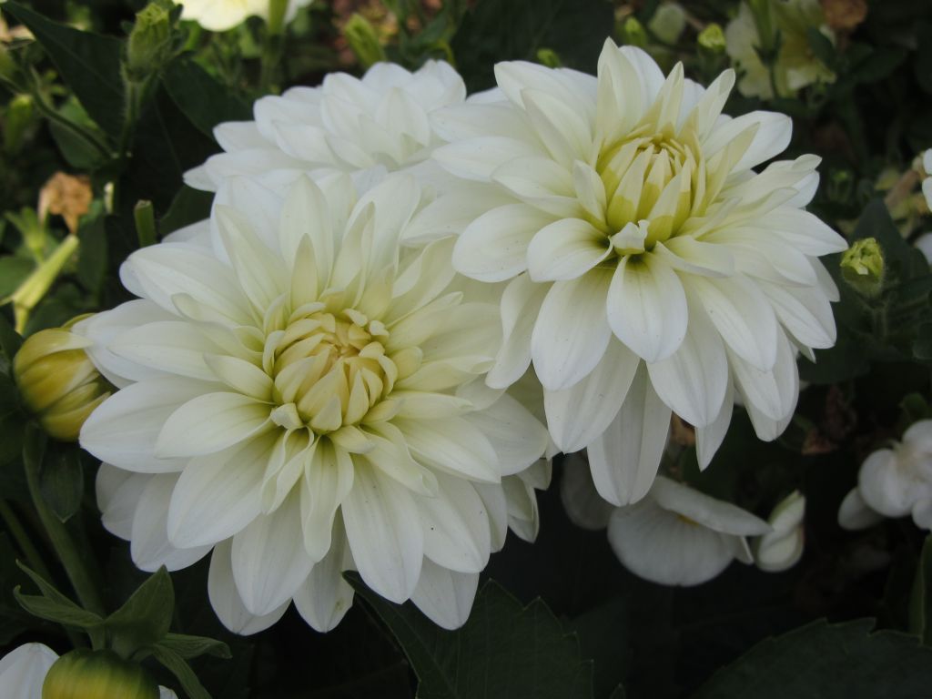 Coppia a Fiori Bianchi