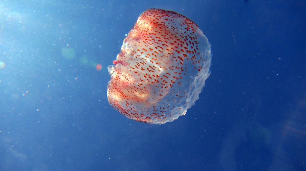 Incontri ravvicinati di...