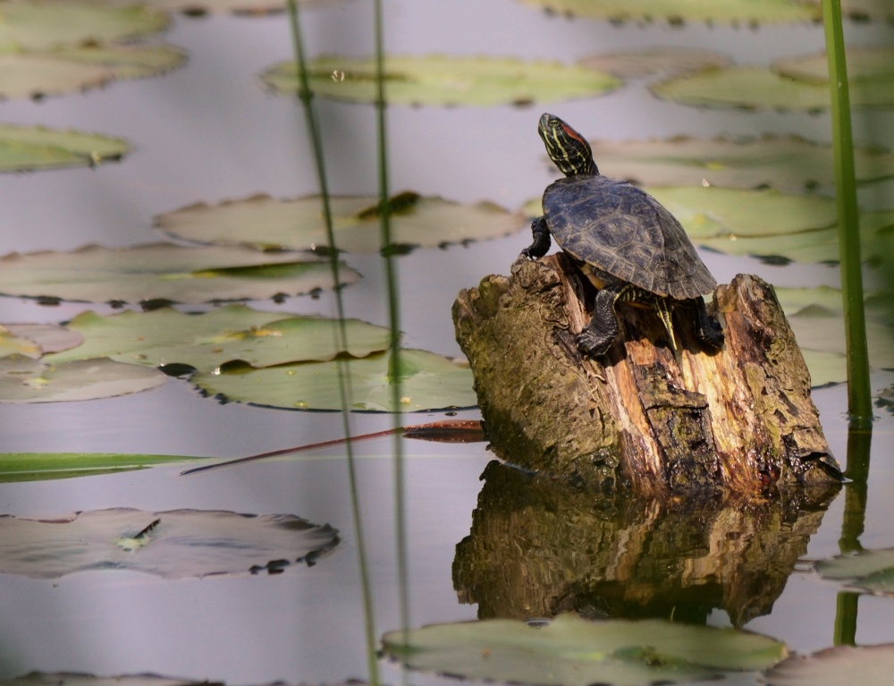 Tartaruga d'acqua dolce ( Trachemys Scripta)