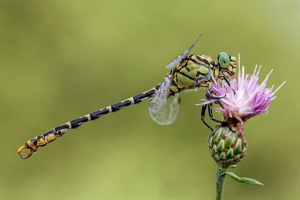 Onychogomphus forcipatus