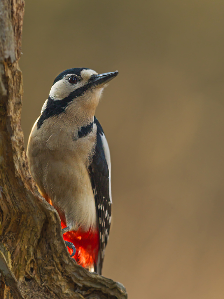 Picchio Rosso Maggiore