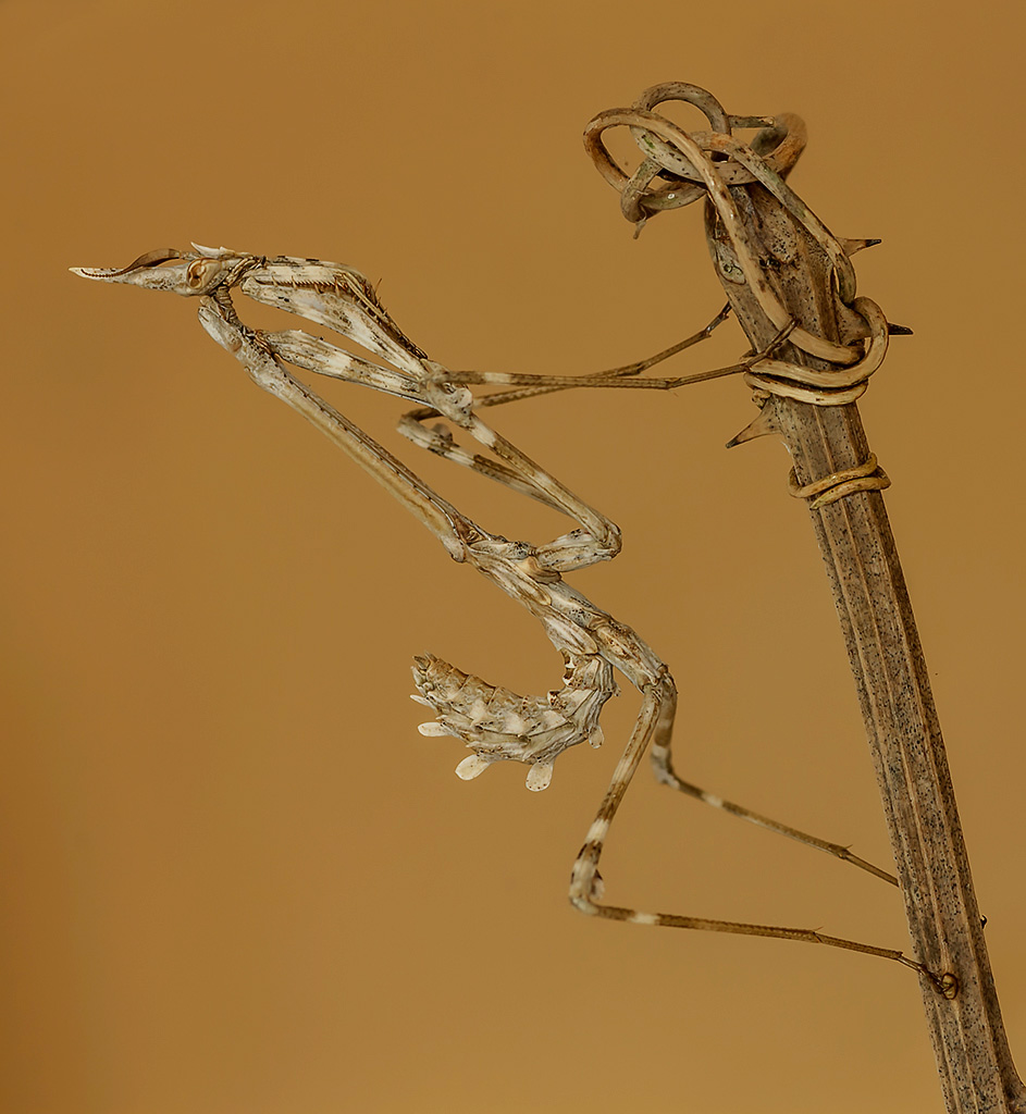 Empusa pennata tono su tono...