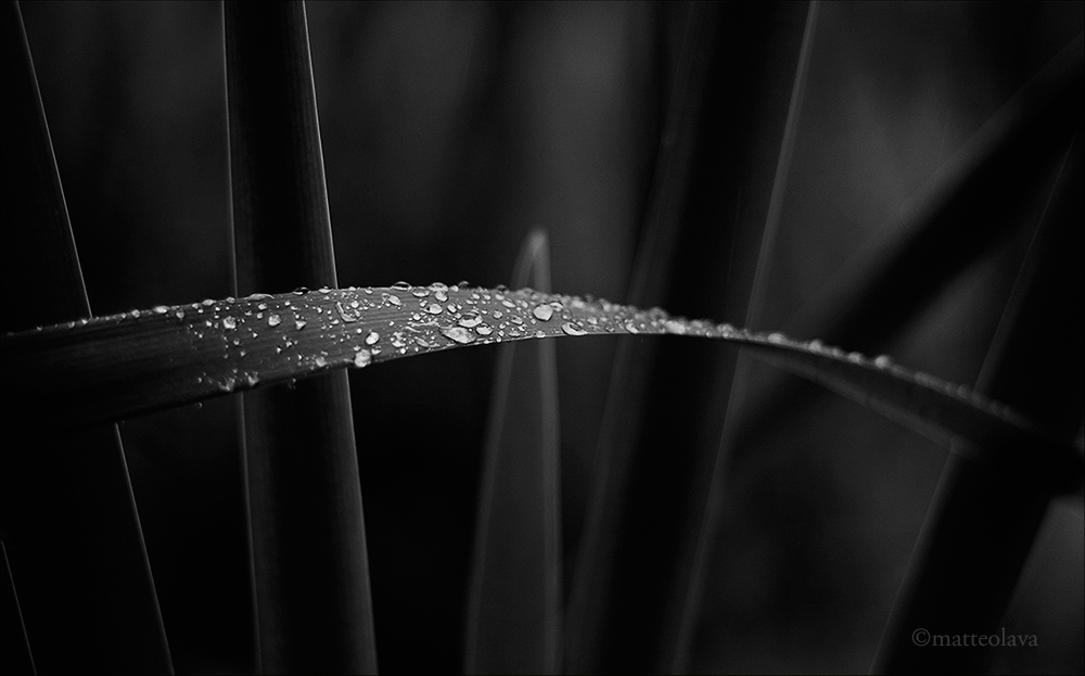 Drops