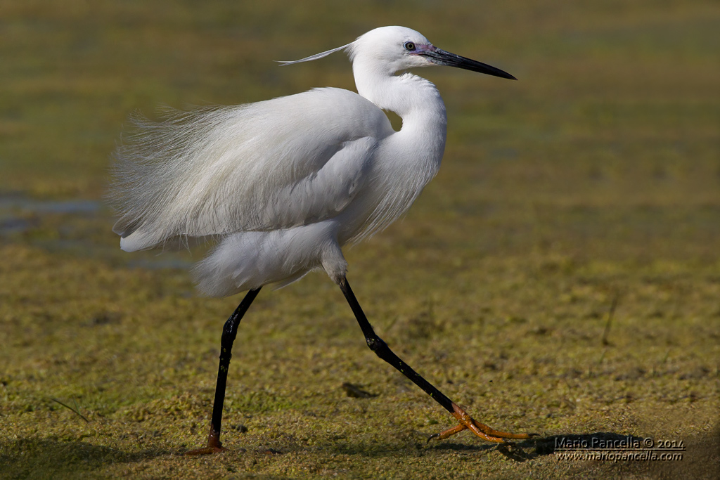 Egretta  garzetta
