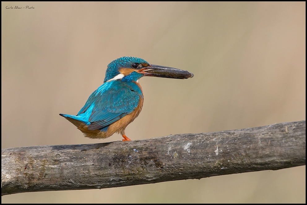 Che fine ha fatto la mia zampetta???