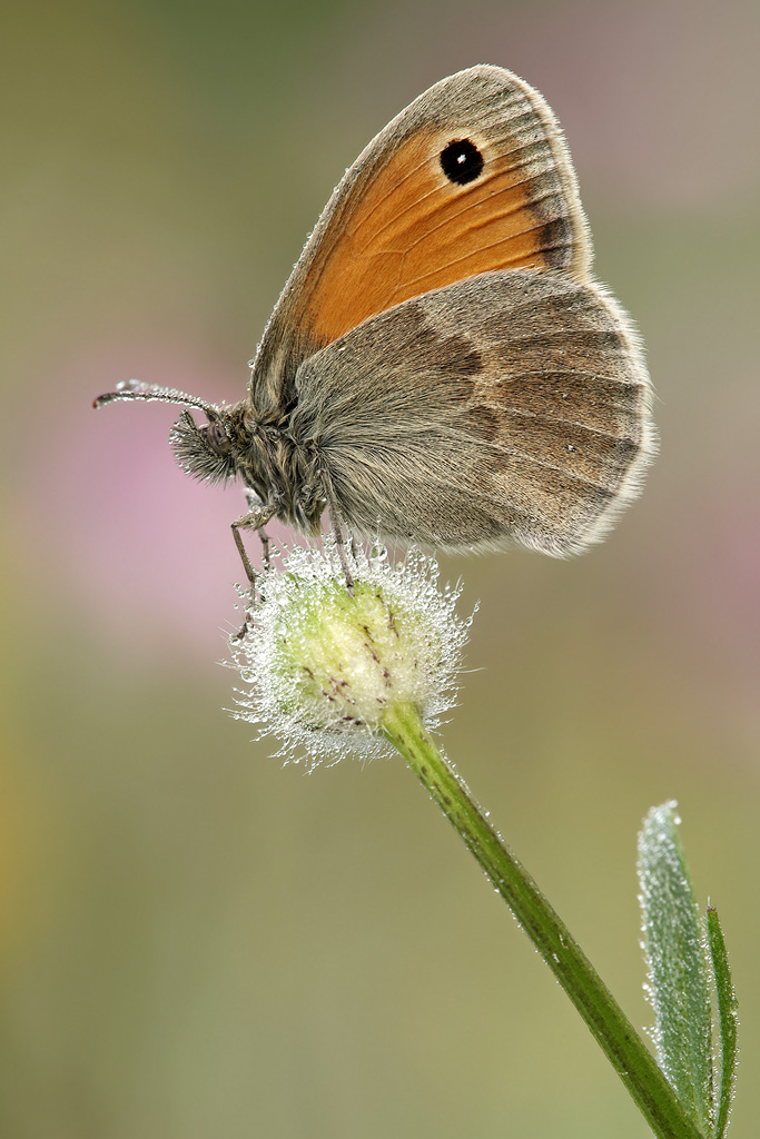 Coenonympha pamphilus