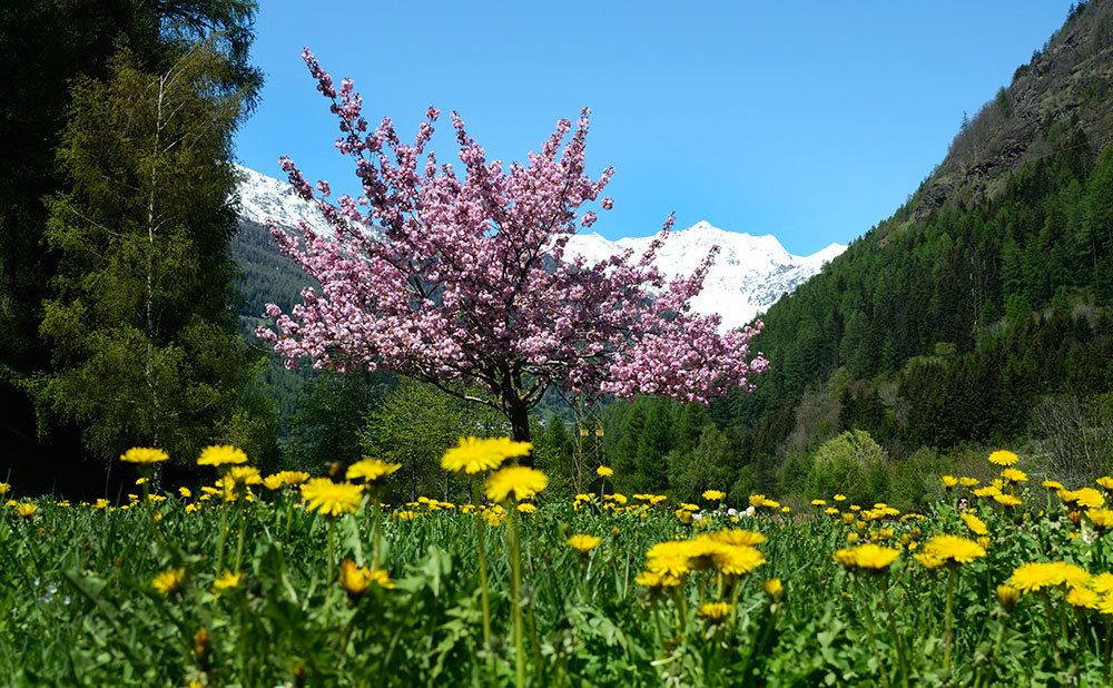 I COLORI DELLA PRIMAVERA