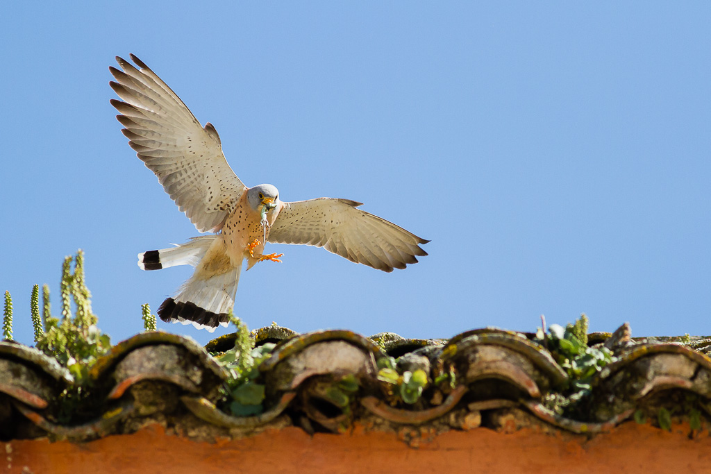 Un fruttuoso rientro