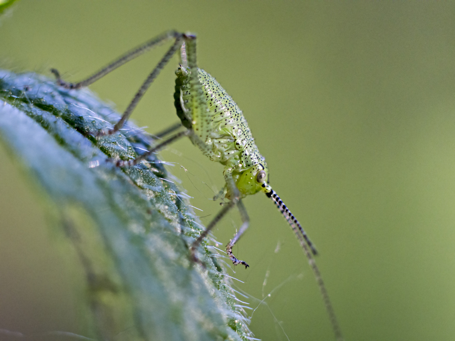 prima prova macro e-m10
