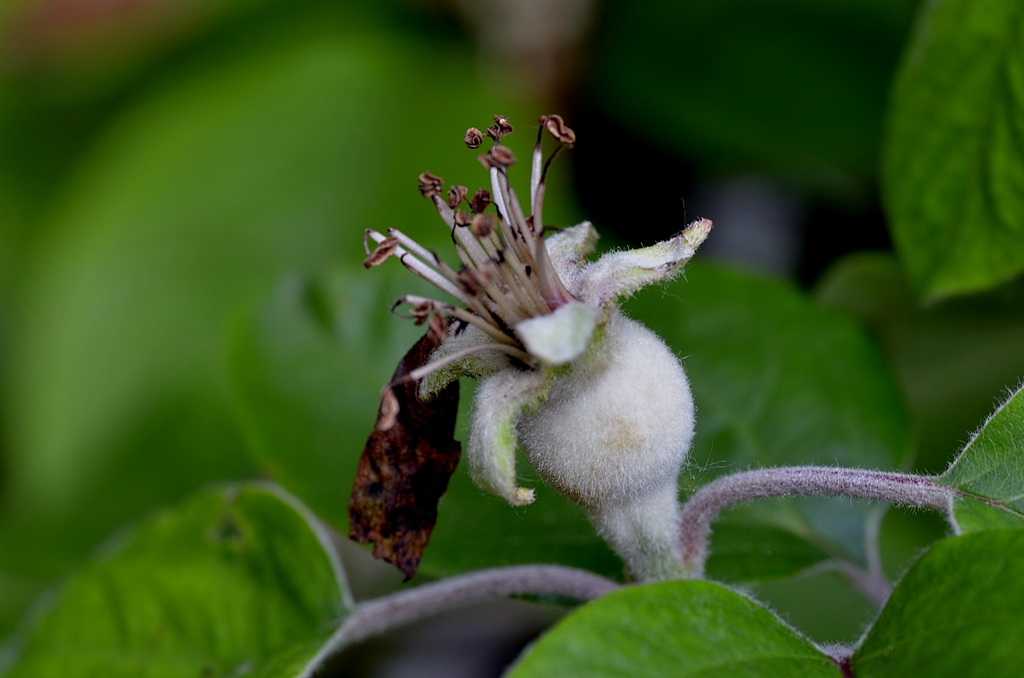 Sar� una mela!!!!!cotogna per�