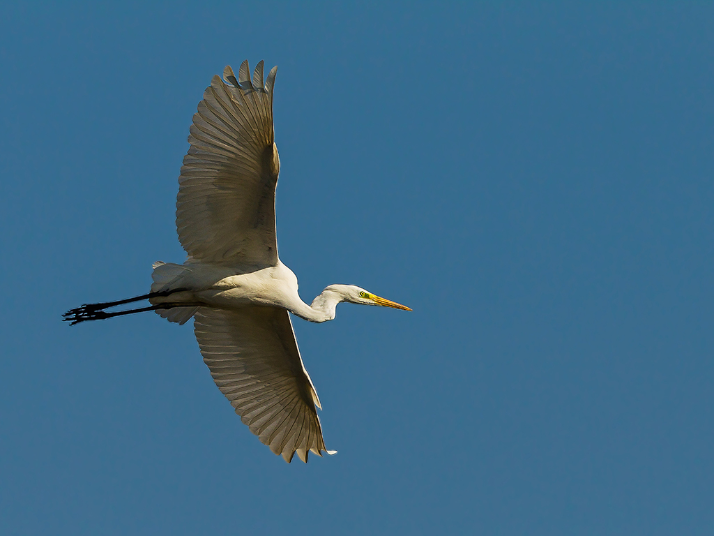 Airone Bianco Maggiore