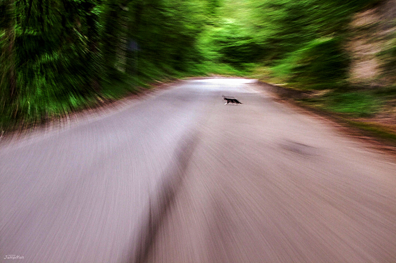 Attento! un gatto !!!