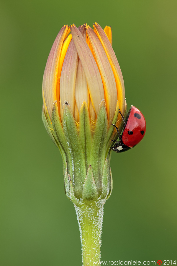 Un Fiore... Fortunato...