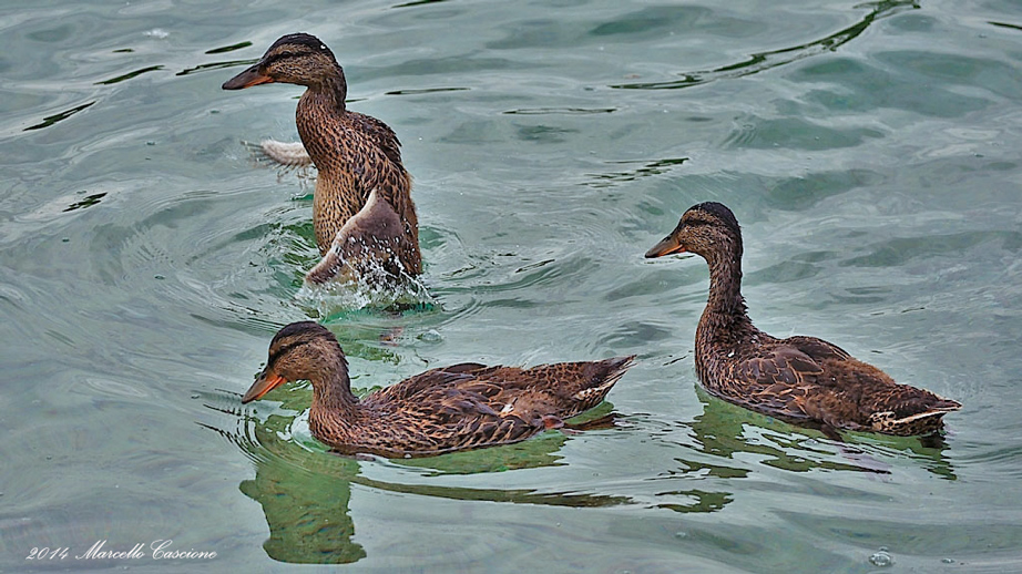 Il solito esibizionista