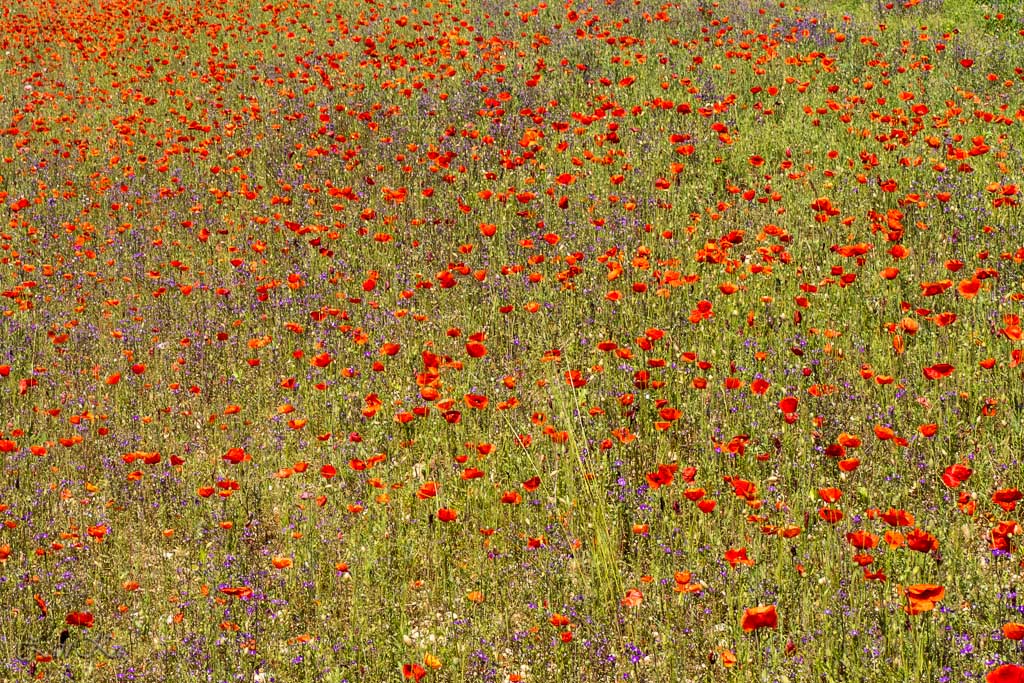 Impressionismo... naturale