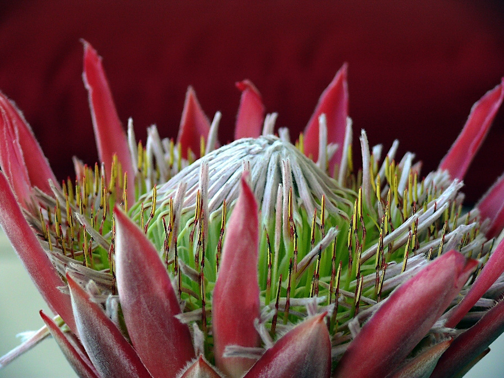 *** Danza indiana intorno al teepee ***