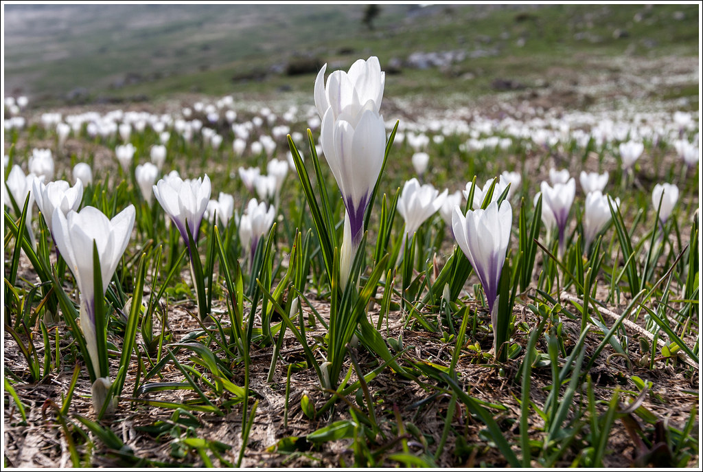 Crocus.