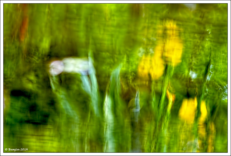 Il laghetto degli iris