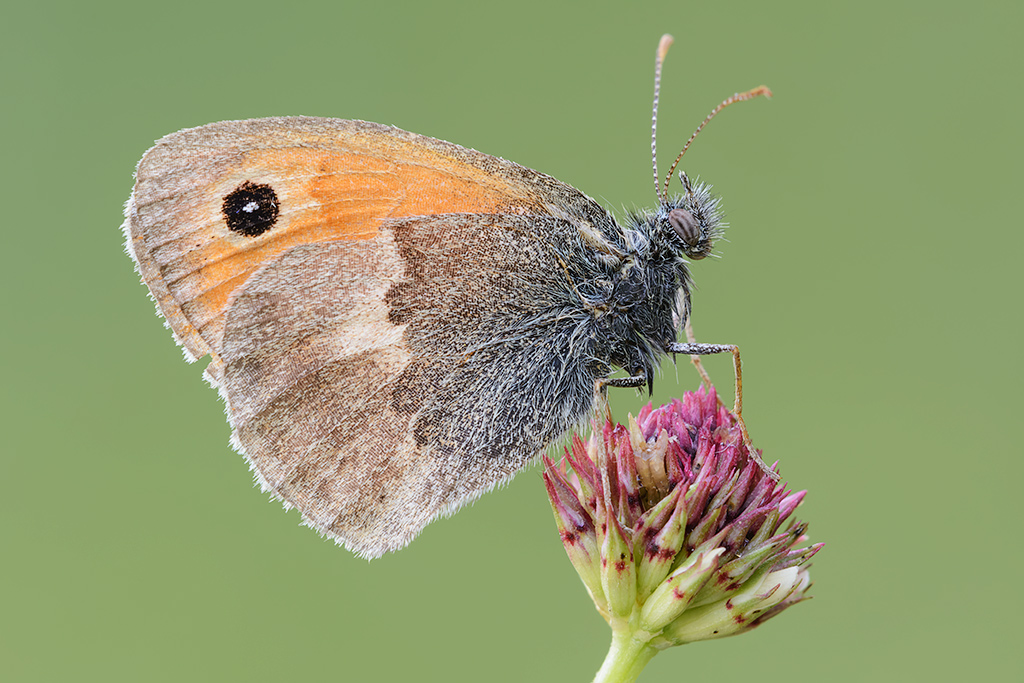 Ancora Coenonympha...