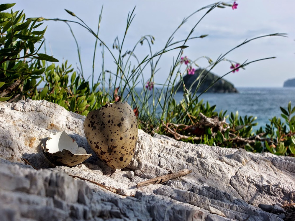 Uovo di gabbiano
