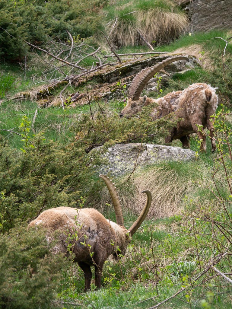 Che sorpresa nel bosco