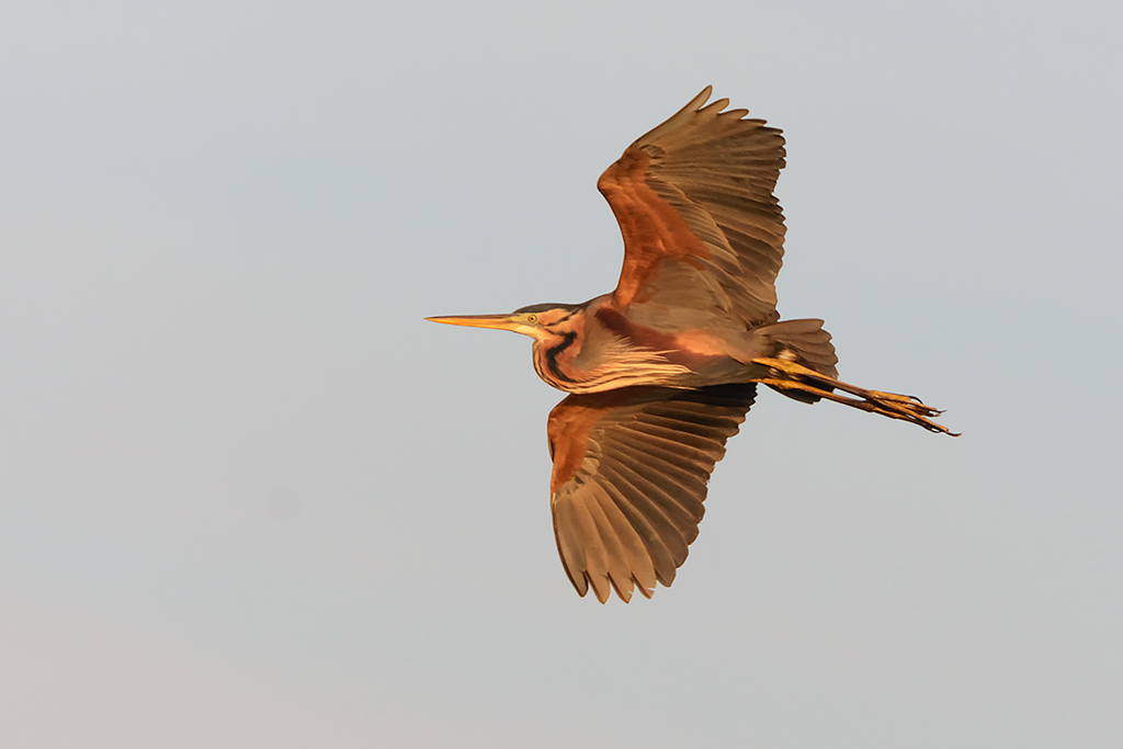 Airone rosso (ardea purpurea)