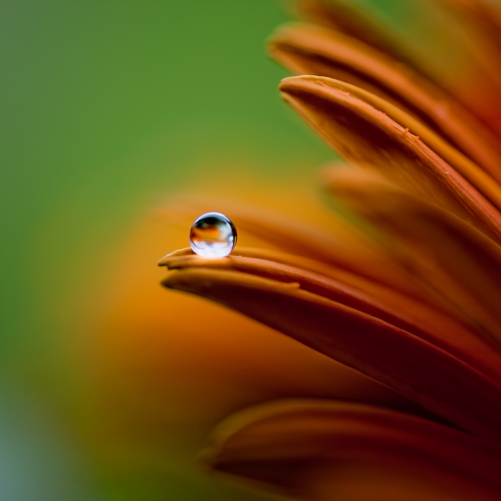 lacrima di pioggia...