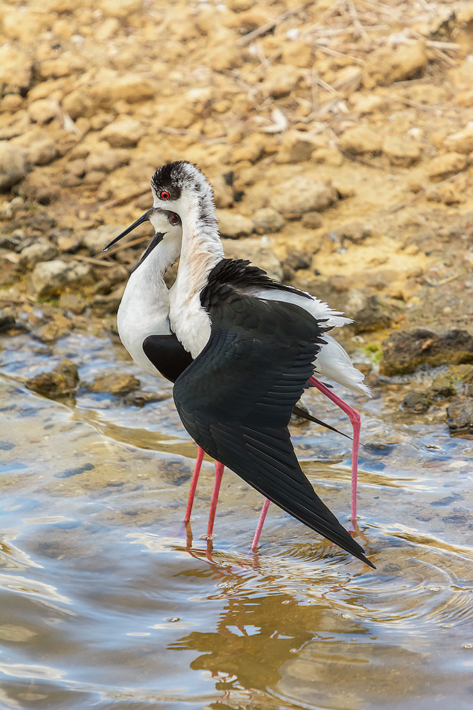 Infuocati d'amore...