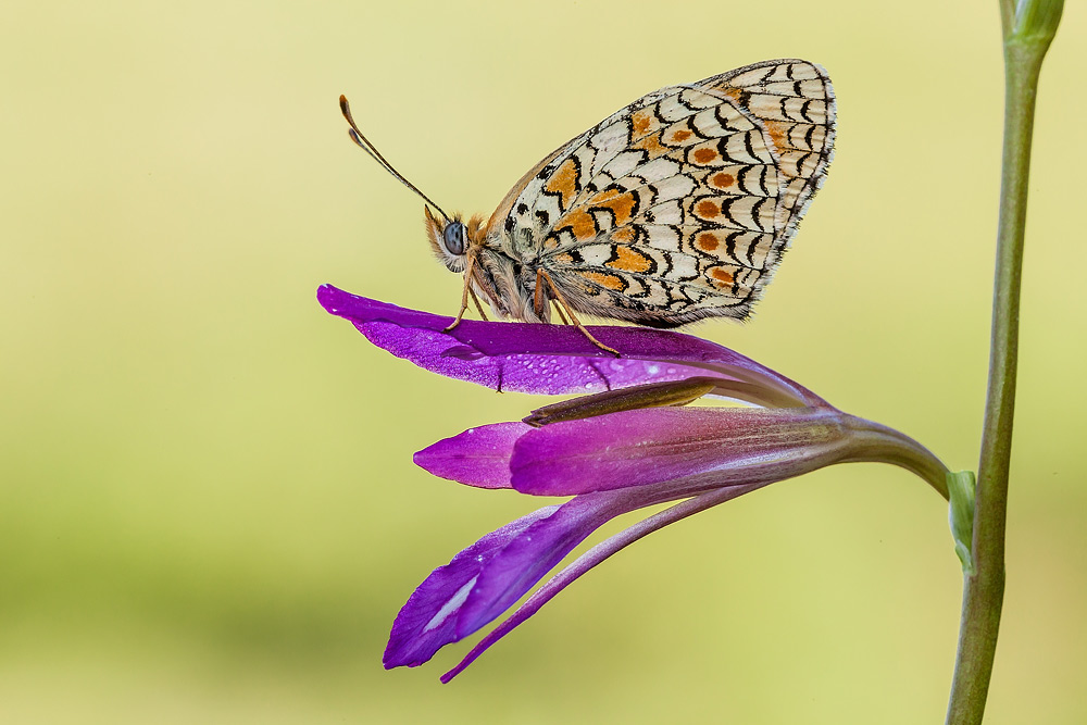 Melitaea phoebe