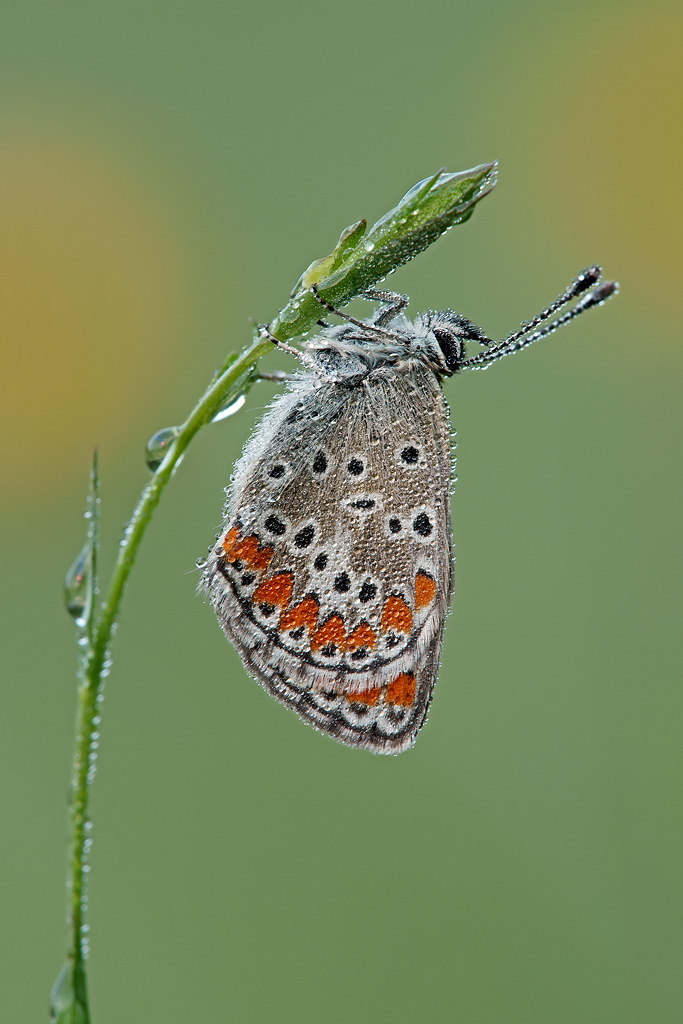 Aricia agestis