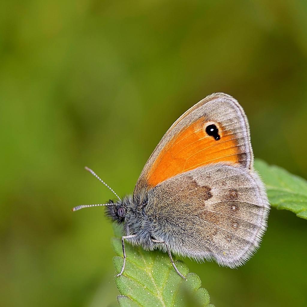 Coenonympha