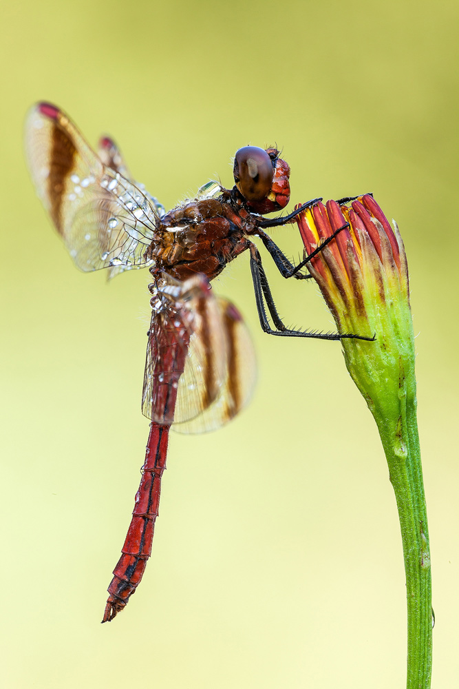 Sympetrum pedemontanum