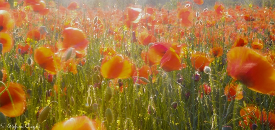 Papaveri d'autore