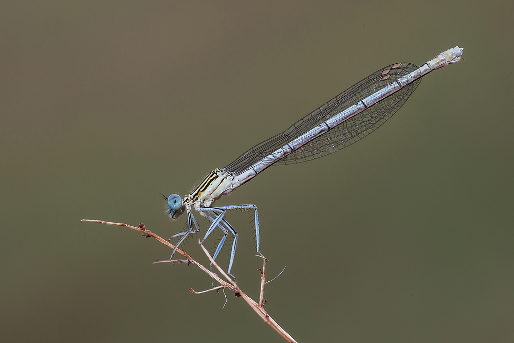 Platycnemis pennipes