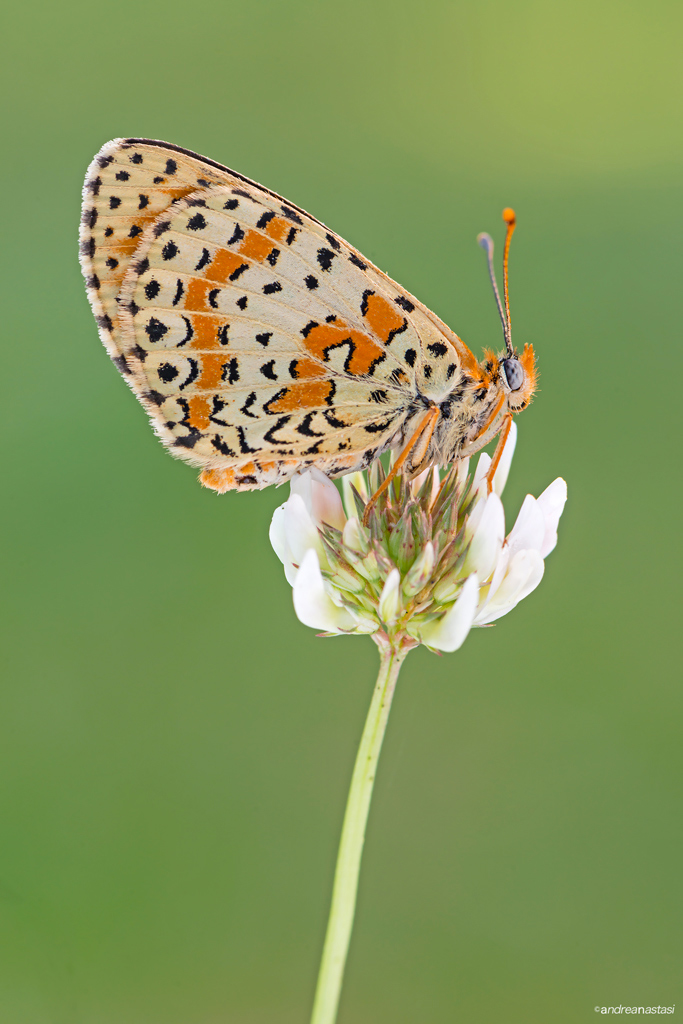 Melitaea