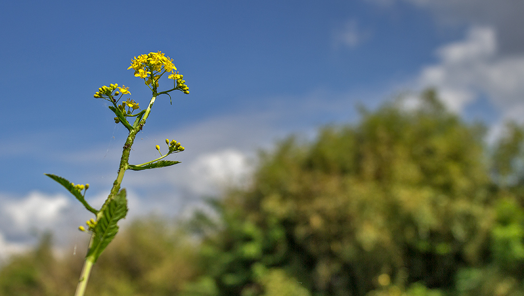 Un fiore nel cielo