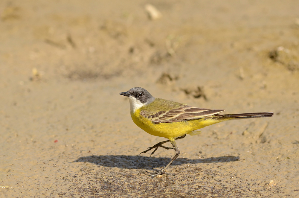 Cutrettola ambientata