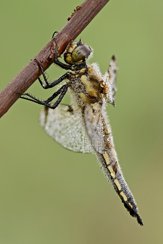 Libellula quadrimaculata profilo