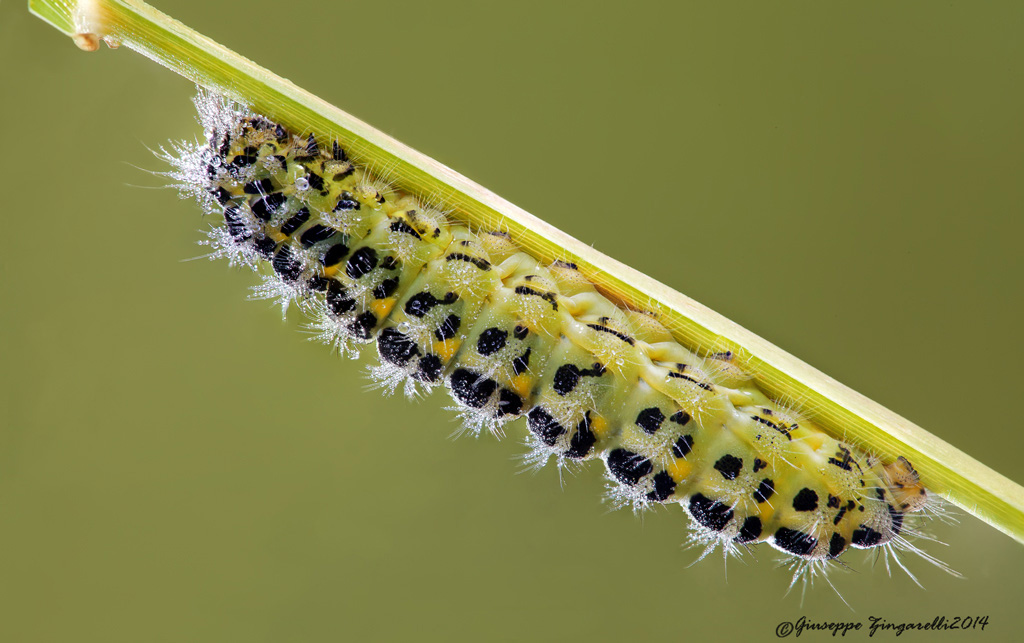 bruco di Zygaena